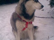 Husky syberyjski